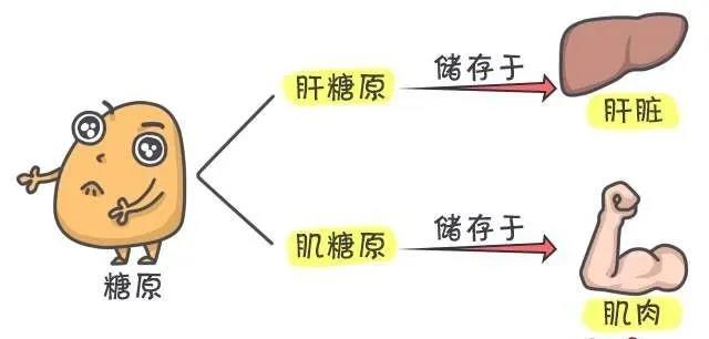 测定结果表明,驼奶对静止状态下小鼠体内的血乳酸积累有显著的抑制